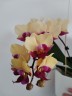 Phal. Miki Spirit '94' 2.5''