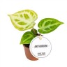 Anthurium Silver Blush / Ø 6 см