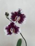 Phal. Hsinying Little Knight 'Voodoo' 2.5"
