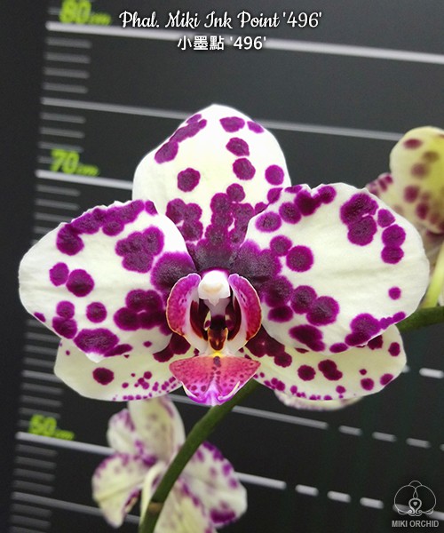 Phal. Miki Ink Point '496' 2.5" УЦЕНКА (нет нижн. лист.)