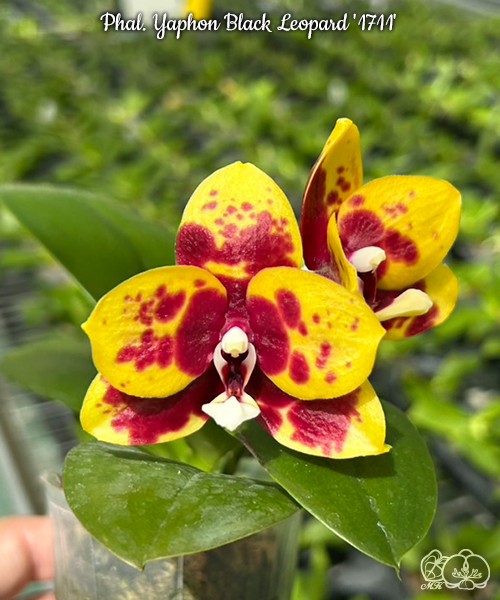 Phal. Yaphon Black Leopard '1711' 2.5"