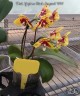 Phal. Yaphon Black Leopard '1711' 2.5"