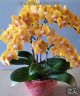 Phal. TLH Gold Princess '515' 2.5''