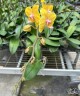 Phal. TLH Gold Princess '515' 2.5''