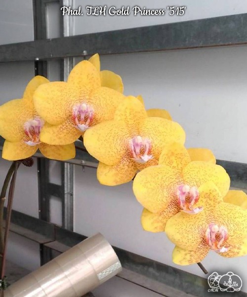 Phal. TLH Gold Princess '515' 2.5''