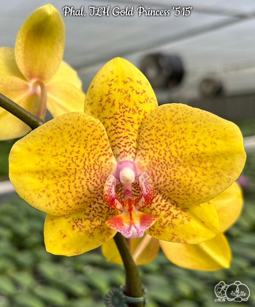 Phal. TLH Gold Princess '515' 2.5''