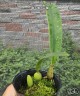 Bulb. crassipes × sib 2.5''