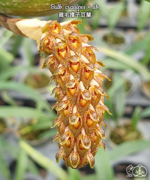 Bulb. crassipes × sib 2.5''