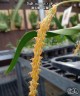 Bulb. crassipes × sib 2.5''
