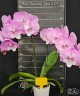 Phal. Charming Juliet '1371' 2.5''