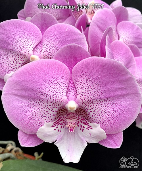 Phal. Charming Juliet '1371' 2.5''