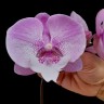 Phal. Charming Juliet '1371' 2.5''