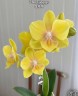 Phal. Jingege 2.5"