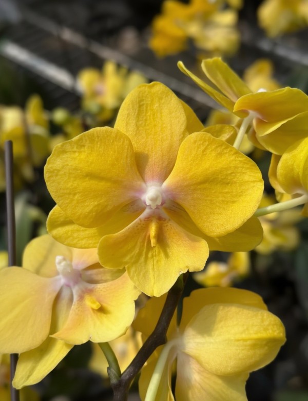 Phal. Jingege 2.5"