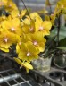 Phal. Jingege 2.5"