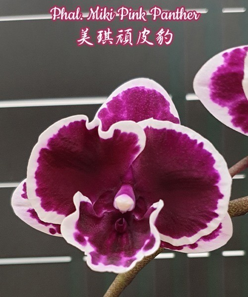 Phal. Miki Pink Panther 2.5''