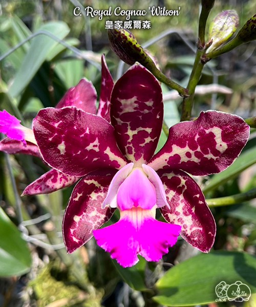 C. Royal Cognac 'Wilson' 2.5"