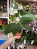 Anthurium andreanum Karma White Ø 9 см