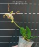 Den. lasianthera × sib 2.5''