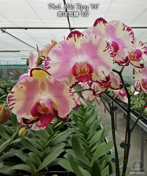 Phal. Miki Tipsy '86' 2.5"