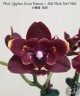 Phal. (Yaphon Green Batman × Miki Black Bat) 'Hole' 2.5''
