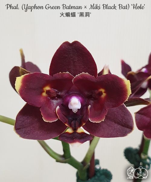 Phal. (Yaphon Green Batman × Miki Black Bat) 'Hole' 2.5''