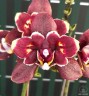 Phal. (Yaphon Green Batman × Miki Black Bat) 'Hole' 2.5''
