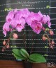Phal. Miki Dancer '41' BM/TIOS 2.5''
