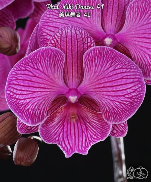 Phal. Miki Dancer '41' BM/TIOS 2.5''