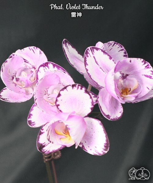 Phal. Violet Thunder 2.5''