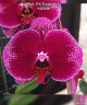 Phal. OX Purple Lady 2.5''