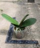 Phal. OX Purple Lady 2.5''