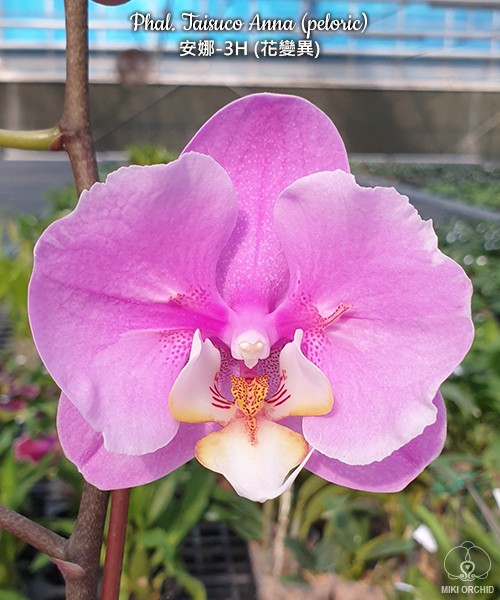 Phal. Taisuco Anna (peloric) 2.8"