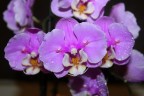 Phal. Taisuco Anna (peloric) 2.8"