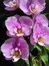 Phal. Taisuco Anna (peloric) 2.8"