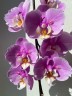 Phal. Taisuco Anna (peloric) 2.8"
