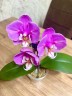 Phal. Taisuco Anna (peloric) 2.8"