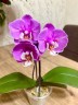 Phal. Taisuco Anna (peloric) 2.8"