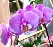 Phal. Taisuco Anna (peloric) 2.8"