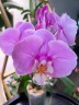 Phal. Taisuco Anna (peloric) 2.8"