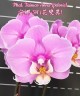 Phal. Taisuco Anna (peloric) 2.8"
