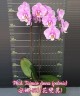 Phal. Taisuco Anna (peloric) 2.8"