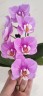 Phal. Taisuco Anna (peloric) 2.8"