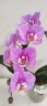 Phal. Taisuco Anna (peloric) 2.8"