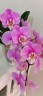 Phal. Taisuco Anna (peloric) 2.8"