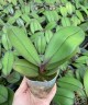 Phal. Taisuco Anna (peloric) 2.8"