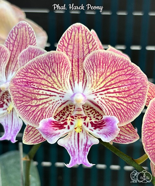 Phal. Harck Peony 2.5'' УЦЕНКА (мех. повр. лист.)