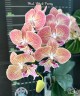 Phal. Harck Peony 2.5'' УЦЕНКА (мех. повр. лист.)