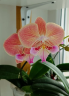 Phal. Harck Peony 2.5'' УЦЕНКА (мех. повр. лист.)