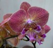 Phal. Harck Peony 2.5'' УЦЕНКА (мех. повр. лист.)